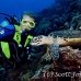 turtle_green_er_h_0705_png1061.jpg